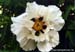 Rockii Peony: YU DIE